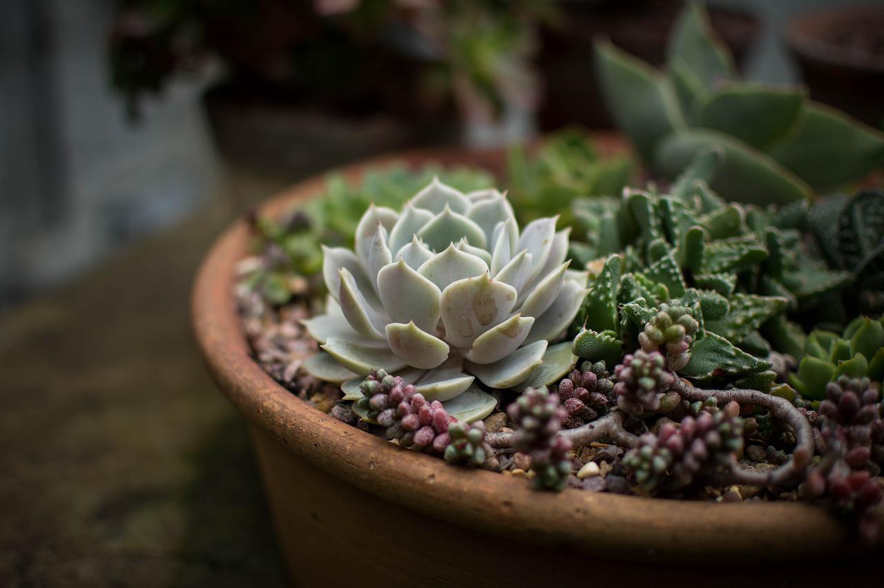 Decora tu casa con plantas suculentas