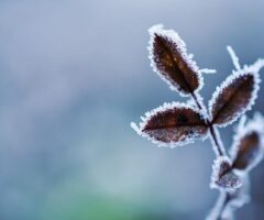 Las mejores plantas para adornar tu jardín en invierno