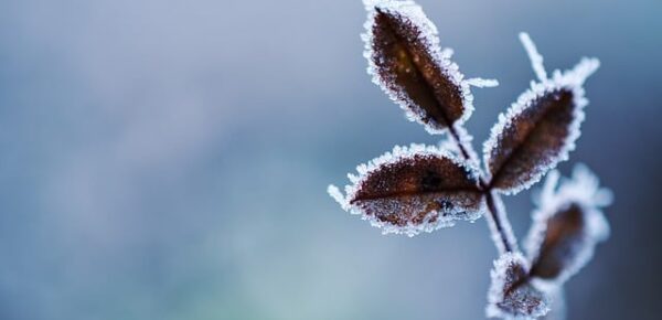 Las mejores plantas para adornar tu jardín en invierno