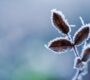 Las mejores plantas para adornar tu jardín en invierno