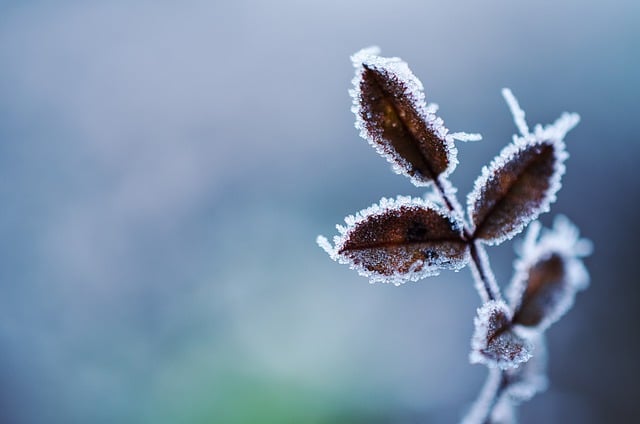 Las mejores plantas para adornar tu jardín en invierno